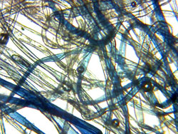 Denim fibers through a microscope - easy science projects for kids
