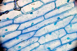 Microscope experiments for kids - looking at an onion cell