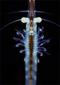 Plankton illuminated with a dark field microscope