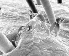 Electron microscope close up